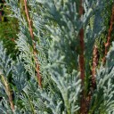 สมาชิกหมายเลข 3044921