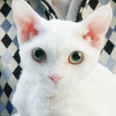 สมาชิกหมายเลข 4229139