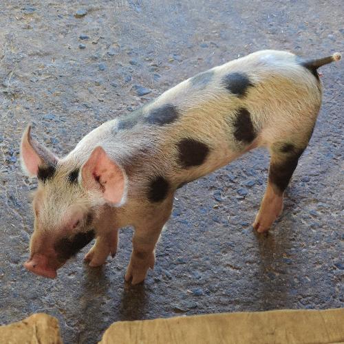 สมาชิกหมายเลข 5588751