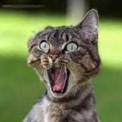 สมาชิกหมายเลข 2187671