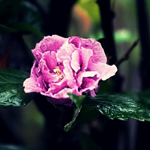 สมาชิกหมายเลข 891787