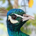 สมาชิกหมายเลข 4801624