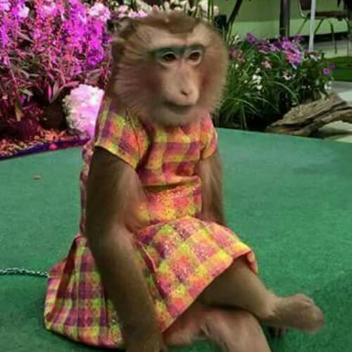 สมาชิกหมายเลข 4801675