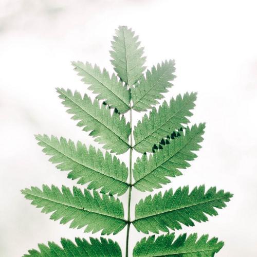 สมาชิกหมายเลข 5179911