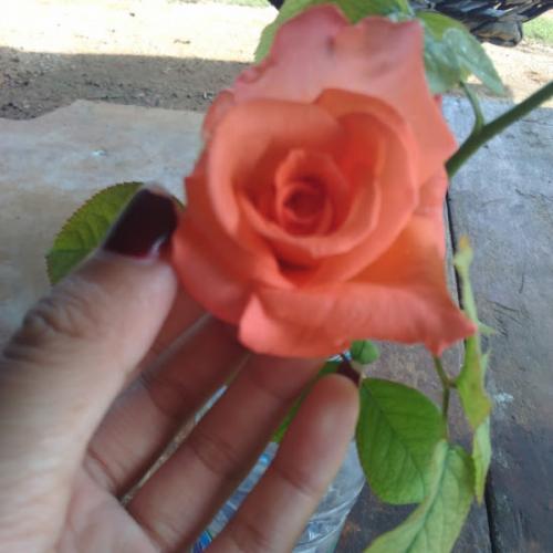 สมาชิกหมายเลข 6145024