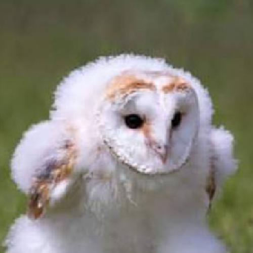 สมาชิกหมายเลข 6738332