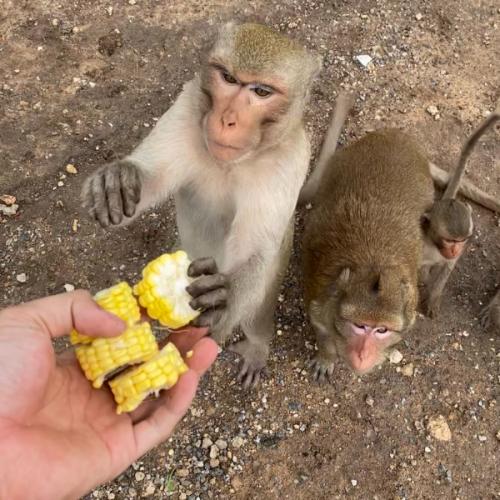 สมาชิกหมายเลข 2403980