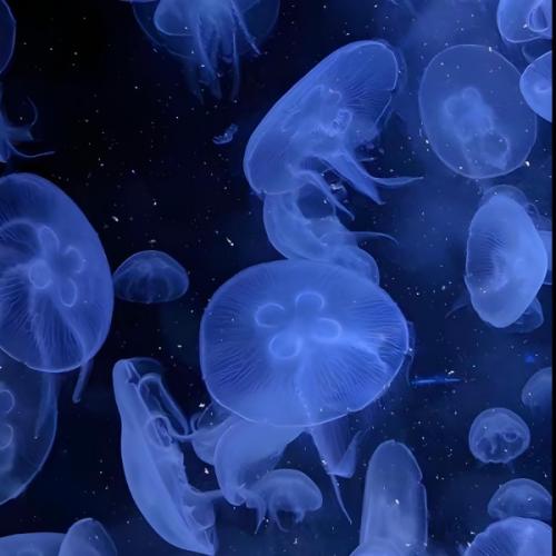 สมาชิกหมายเลข 8467910