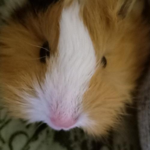 สมาชิกหมายเลข 4801947