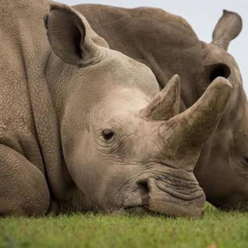 ตัวโตเท่าควาย