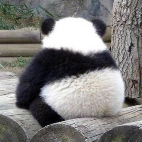 ฮิปโปมีเหงื่อสีชมพู