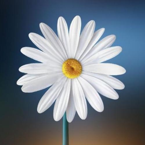 สมาชิกหมายเลข 3923488