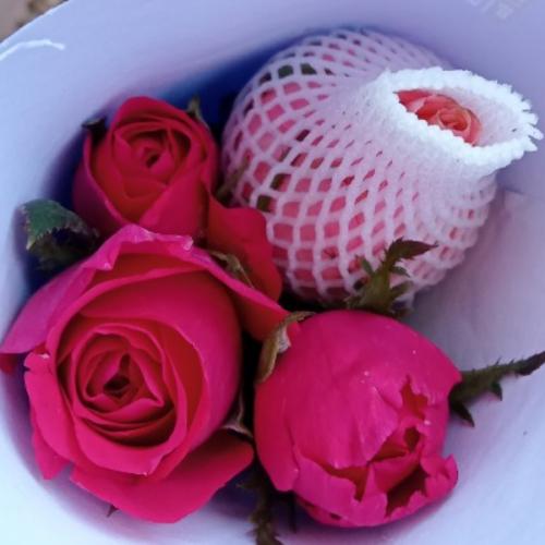 สมาชิกหมายเลข 3976287