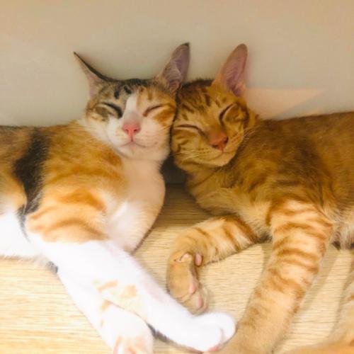 สมาชิกหมายเลข 6782767