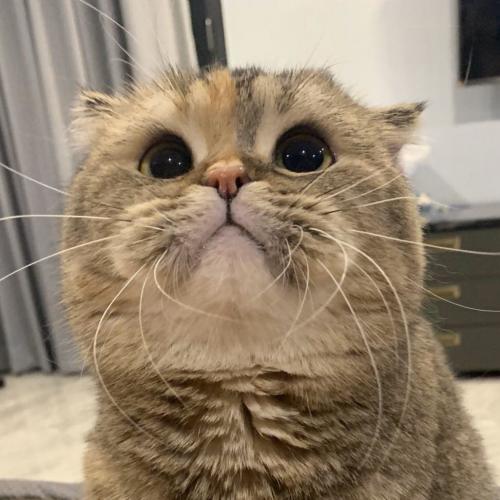 อาโปอ้วน