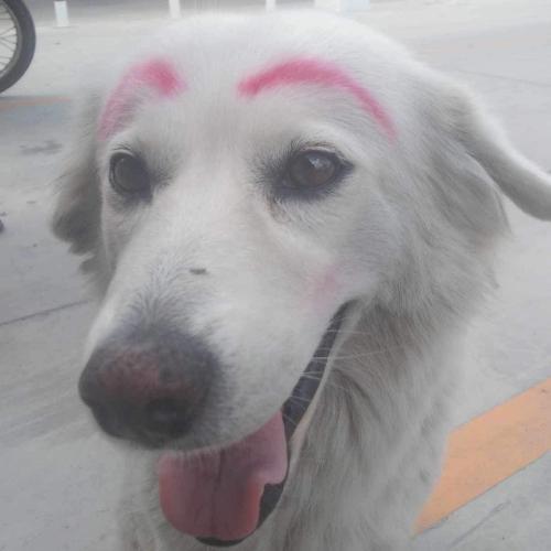 สมาชิกหมายเลข 8460533