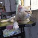 สมาชิกหมายเลข 1726838