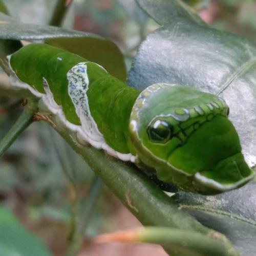 สมาชิกหมายเลข 6783599