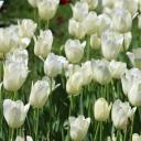 สมาชิกหมายเลข 4466121