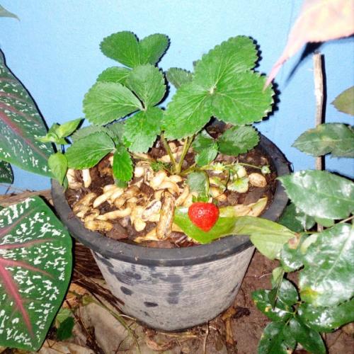 สมาชิกหมายเลข 4802657