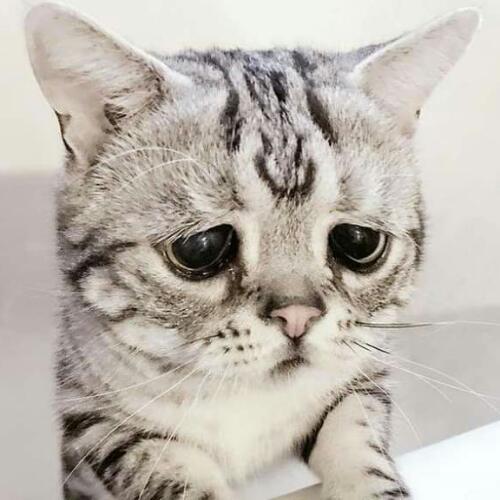 สมาชิกหมายเลข 5184755