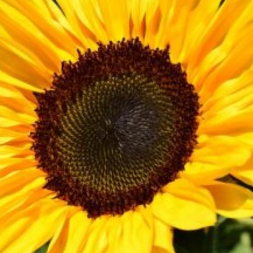 สมาชิกหมายเลข 5592462