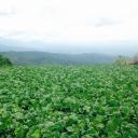 สมาชิกหมายเลข 4000175