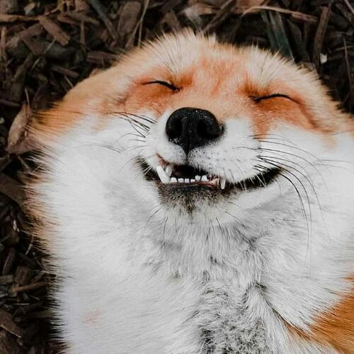 สมาชิกหมายเลข 4803761