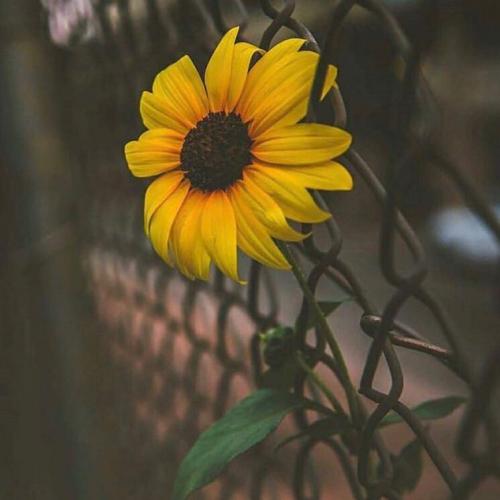 สมาชิกหมายเลข 3760833