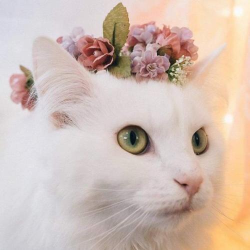 สมาชิกหมายเลข 5157979