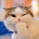 สมาชิกหมายเลข 5185327